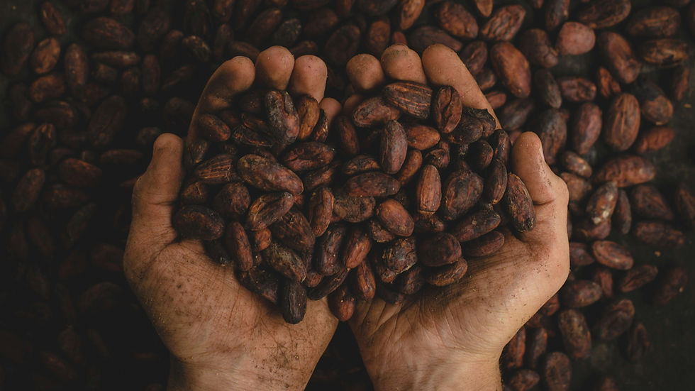 Modernising cocoa processing: Inside Cargill’s York facility 