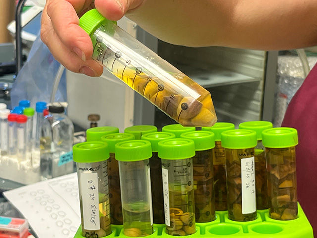 UC Davis research offers route to reduce pistachio losses from pre-harvest hull split