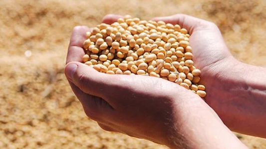 Bunge and Bangkok Produce Merchandising forge blockchain partnership for sustainable soy supply