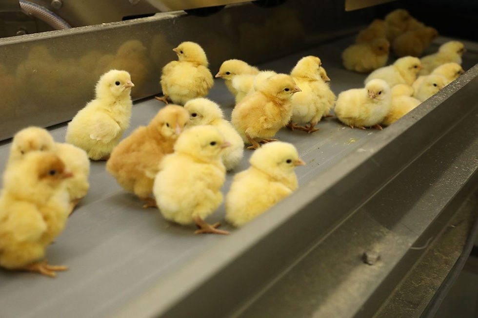 Opinion: Is in-ovo sexing a gamechanger for ethical egg production?
