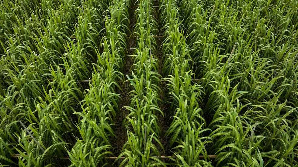 Tate & Lyle launches regenerative agriculture programme for French corn farmers