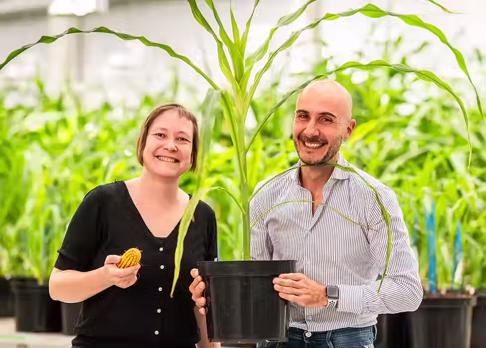 Rainbow Crops raises €9.7m to expand crop genome-editing platform