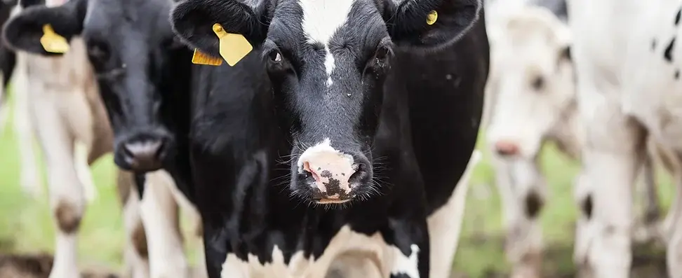 Denmark confirms details of world-first tax on agricultural emissions