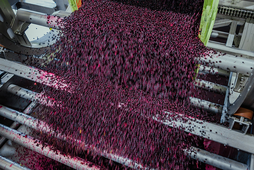 Suntory invests £14.5m in UK blackcurrant processing facility