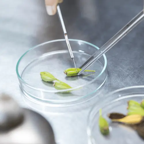 Ayana Bio and Brevel partner on plant-based bioactive ingredient production