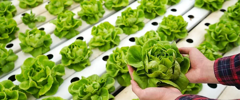 Research: Environmental case for vertical farming strengthens as study shows potential benefits for agriculture