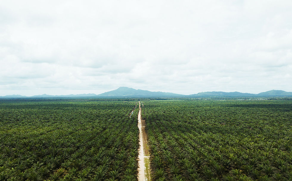Cargill ramps up supply of segregated sustainable palm oil in North America