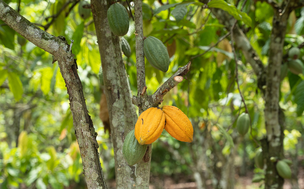 Research: Cocoa beans exported from Côte d'Ivoire linked to deforestation in Liberia