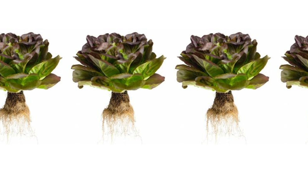 JEPCO introduces hydroponically grown lettuce in UK Co-op stores