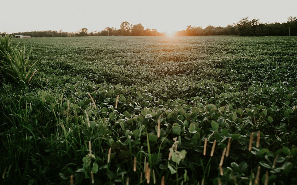 ADM expands global regenerative agricultural efforts in Brazil