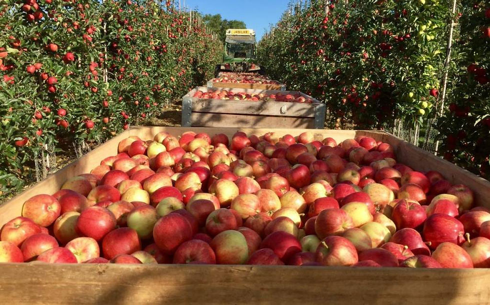 Aldi invests £750m in British apple grower