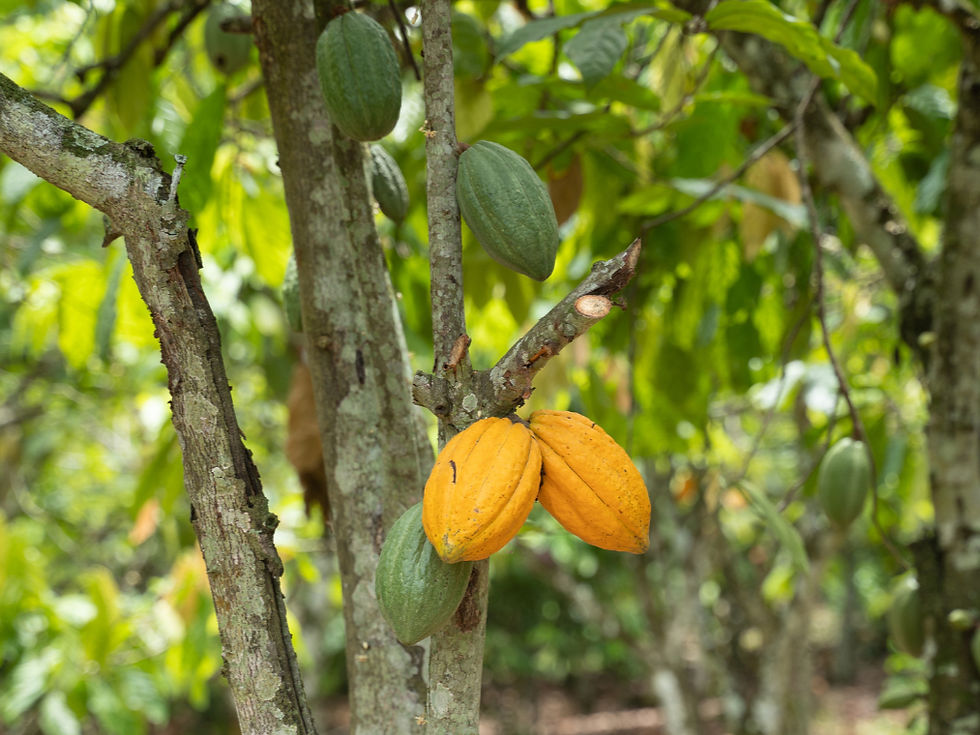 Cocoa trails and cashew nuts: An exploration of Côte d'Ivoire's rich raw commodities