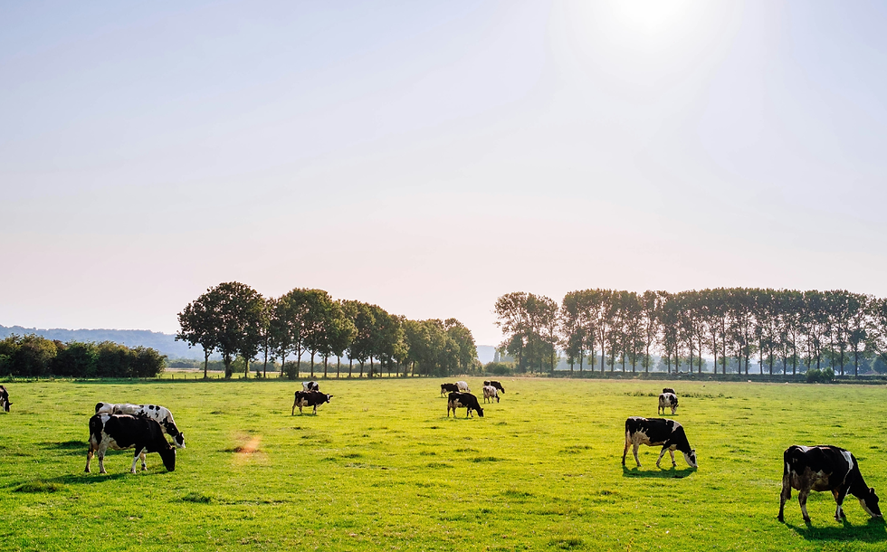 DSM-Firmenich and Deloitte partner on animal protein sustainability