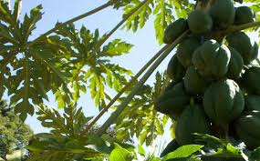 FoodChain ID and ReSeed announce agri-food supply chain partnership