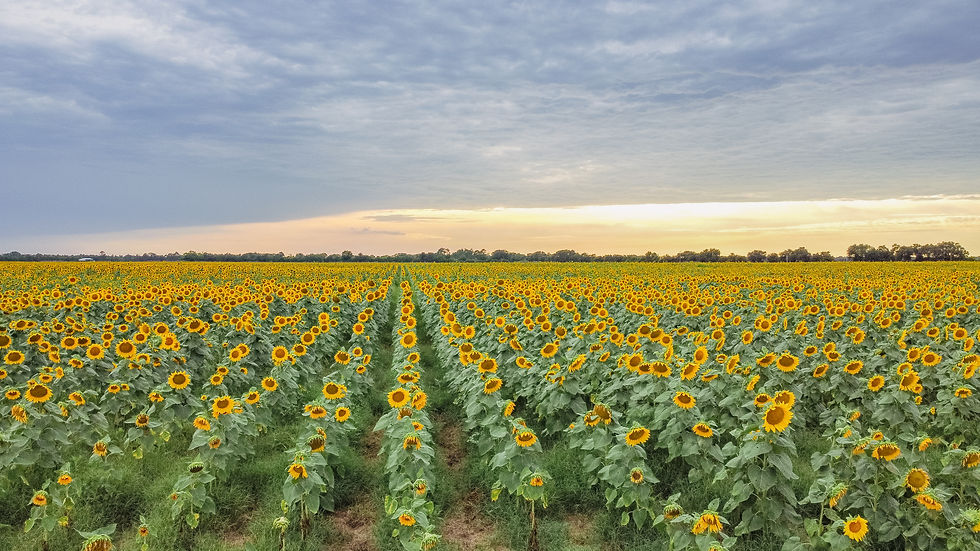Opinion: Not all seed oils are created equal