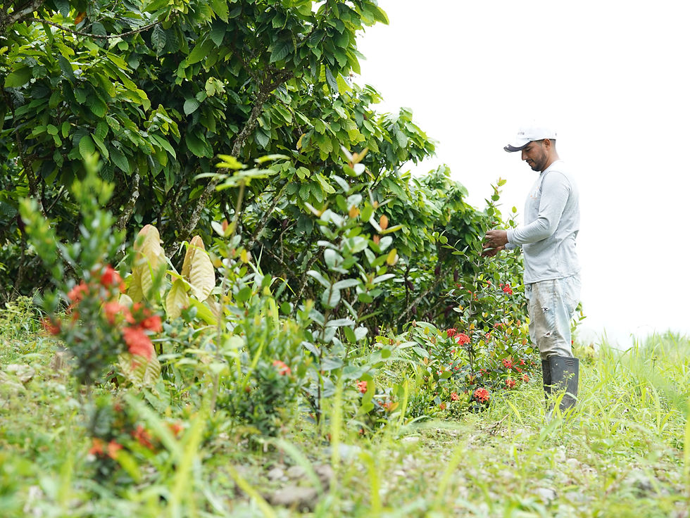 Mars and OFI partner to accelerate net-zero cocoa production in Ecuador
