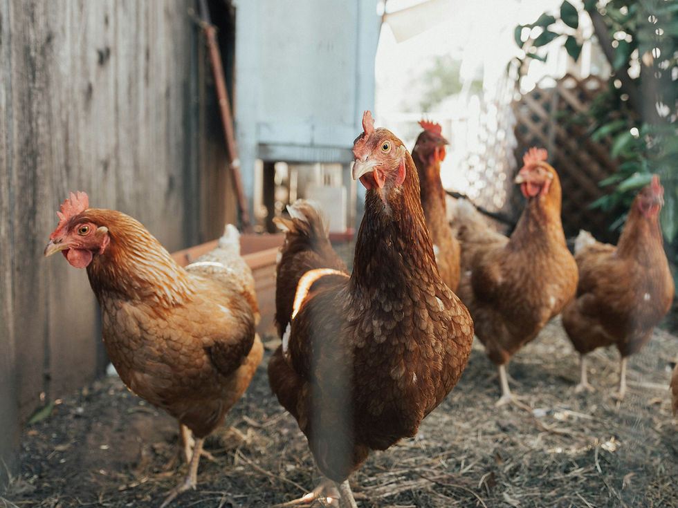 From days to minutes: Rethinking Salmonella detection in poultry supply chains