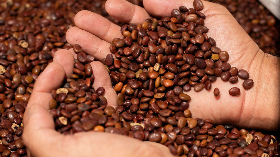 Nexira expands carob capabilities with Keragum acquisition