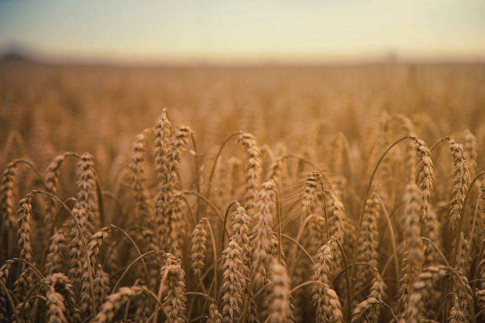 FAO warns of looming food inflation crisis if Strait of Hormuz disruptions persist