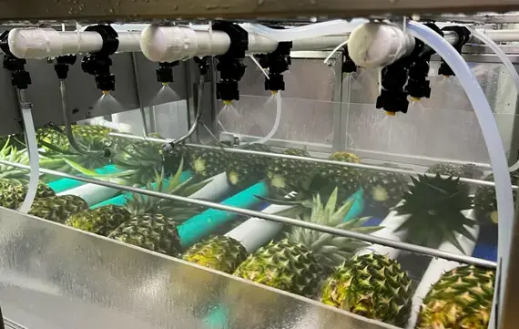 JBT Marel launches concentrated wax coating for pineapples