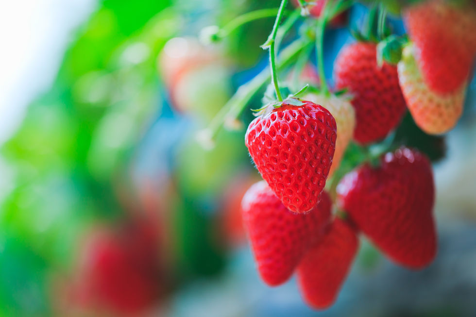 Lidl signs £500m five-year agreement with growers as demand for British berries surges