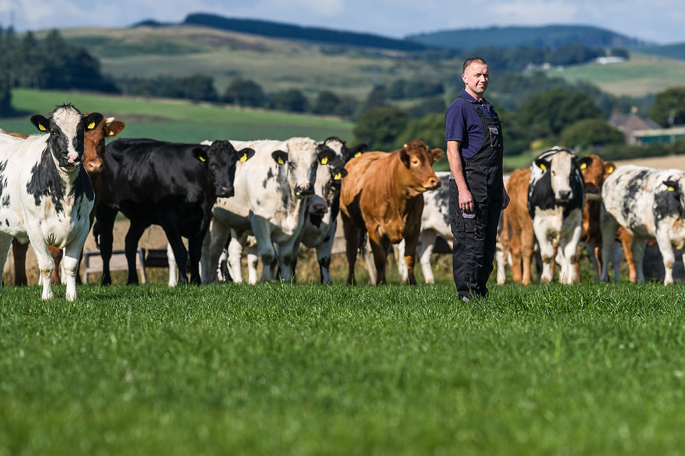 Aldi launches sustainable British beef farming initiative with ABP