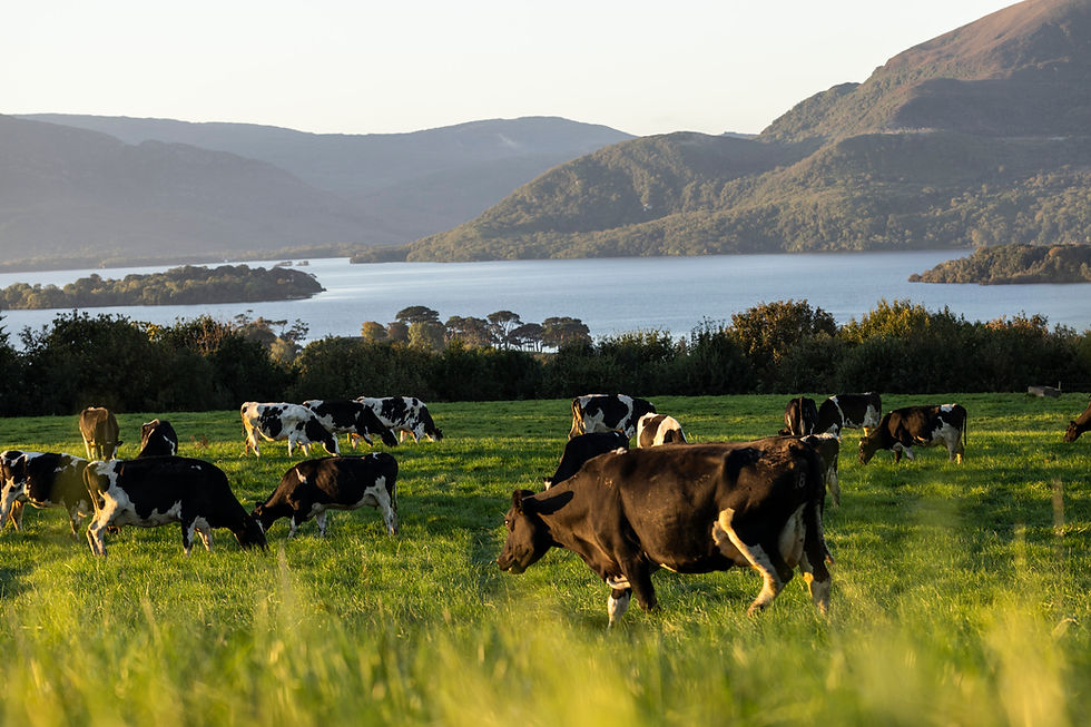 Kerry Dairy Ireland rebrands as Kinisla and launches €300m growth investment programme