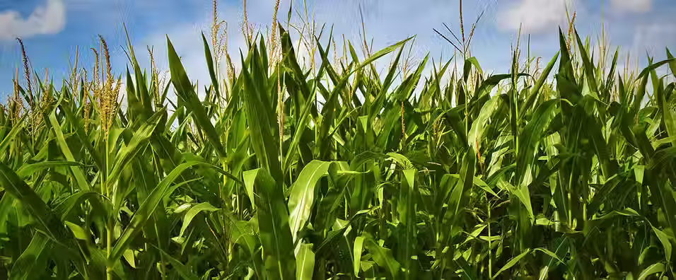 Ingredion completes majority sale of Pakistan's Rafhan Maize, retains strategic minority stake