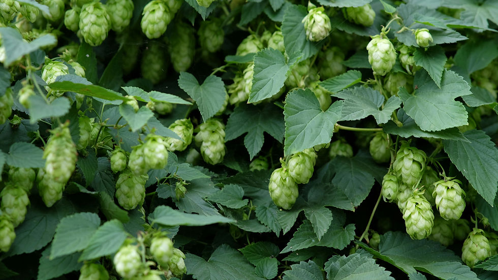 Suntory identifies genetic mechanism behind drought-tolerant hops