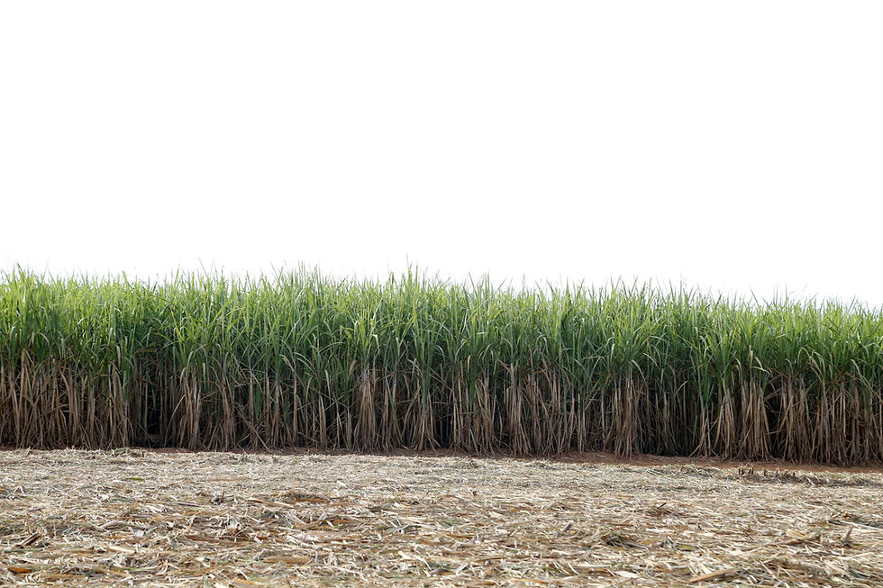 Bunge agrees to sell two Brazilian sugar mills to COFCO International