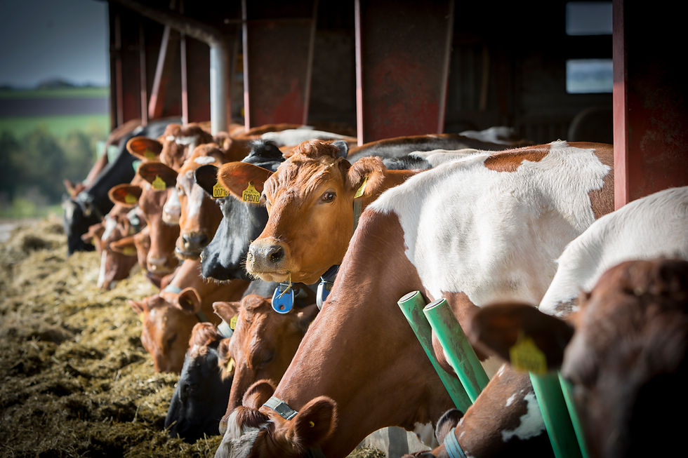 Arla expands farm climate incentive programme with six new action areas