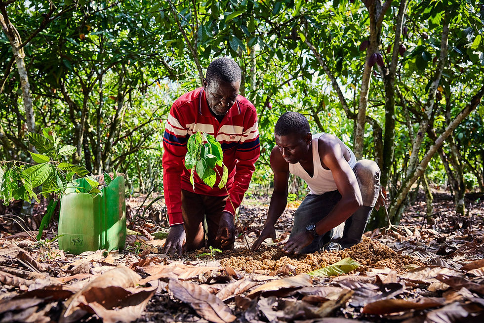 Nestlé and OFI launch agroforestry partnership to transform cocoa farming