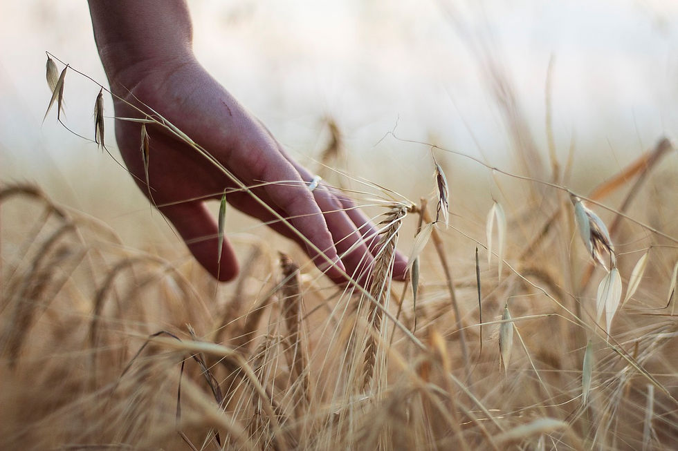 Regenerative agriculture: Unlocking the blueprint for a sustainable future