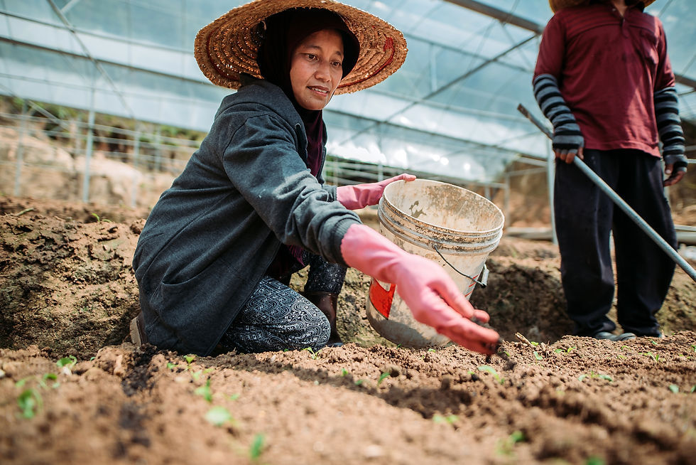 Beanstalk launches Singapore venture studio to scale Southeast Asian agtech