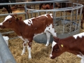 Calves on the farm