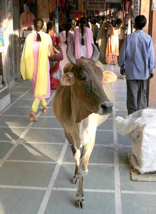 India to make cola from cow urine
