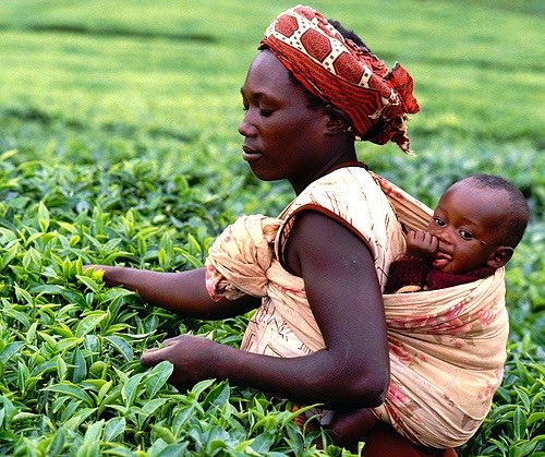 The Ethical Tea Partnership links with Fairtrade