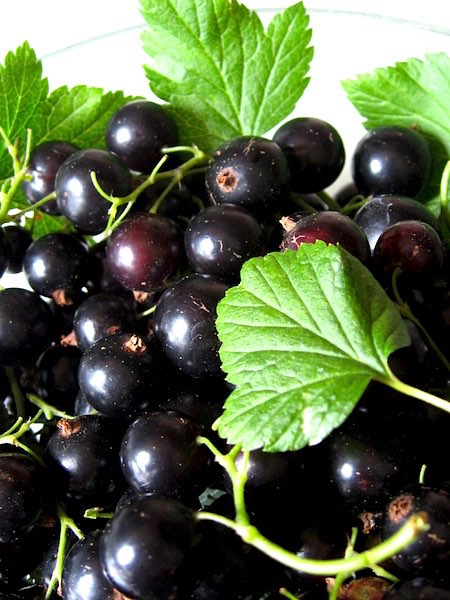 Blackcurrants may help relieve asthma
