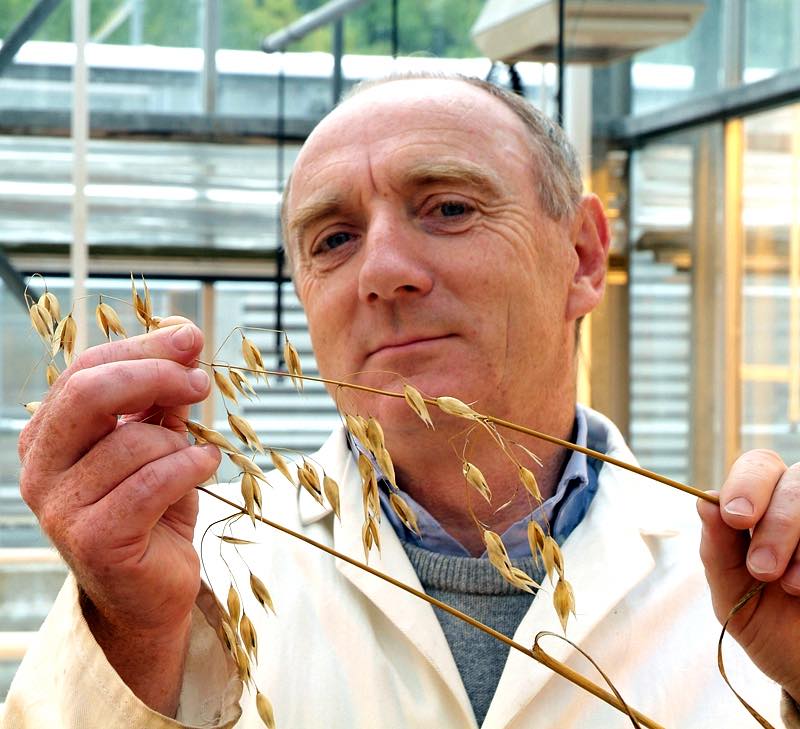 Scientists lead major new £4.9m oats study