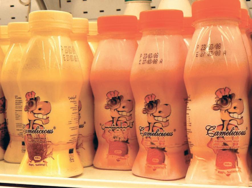 UAE plans to export camel milk to Europe