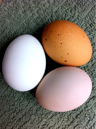 America's egg farmers urge proper cooking of eggs