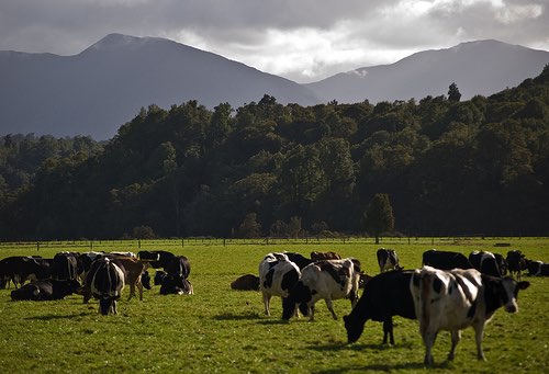 Shanghai Pengxin Group to buy 16 New Zealand dairy farms