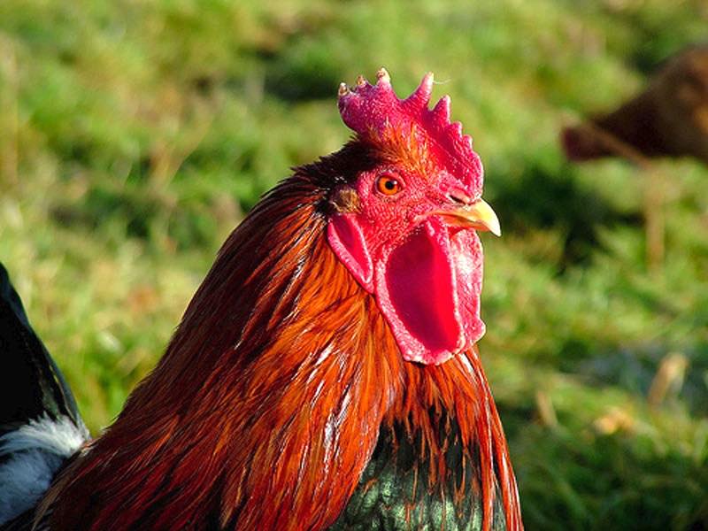 Rooster comb extract close to novel food approval