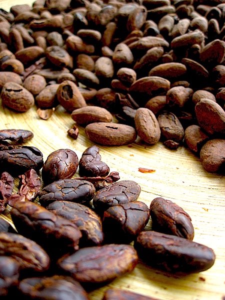 Cocoa linked to anti-inflammatory potential, says study