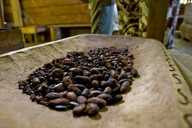 Kraft Foods to help nurture cocoa farmers