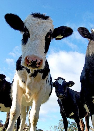 Asda's sugar-rich grass to confront cow carbon conundrum