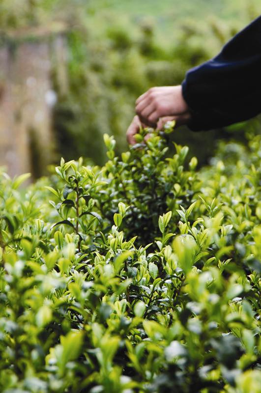 Darjeeling to be twinned with England's only tea estate