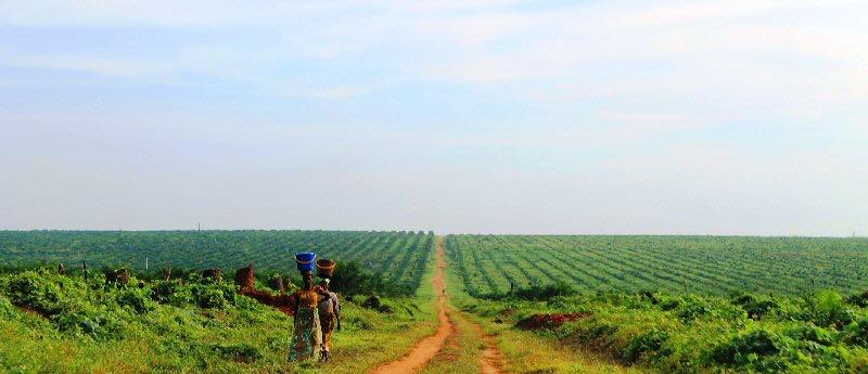 Feronia completes re-planting of 2,000 hectares of oil palm