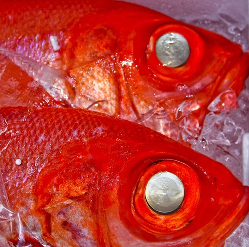 Possible cure for leukaemia found in fish oil