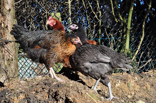 Morrisons report provides guide to hen welfare